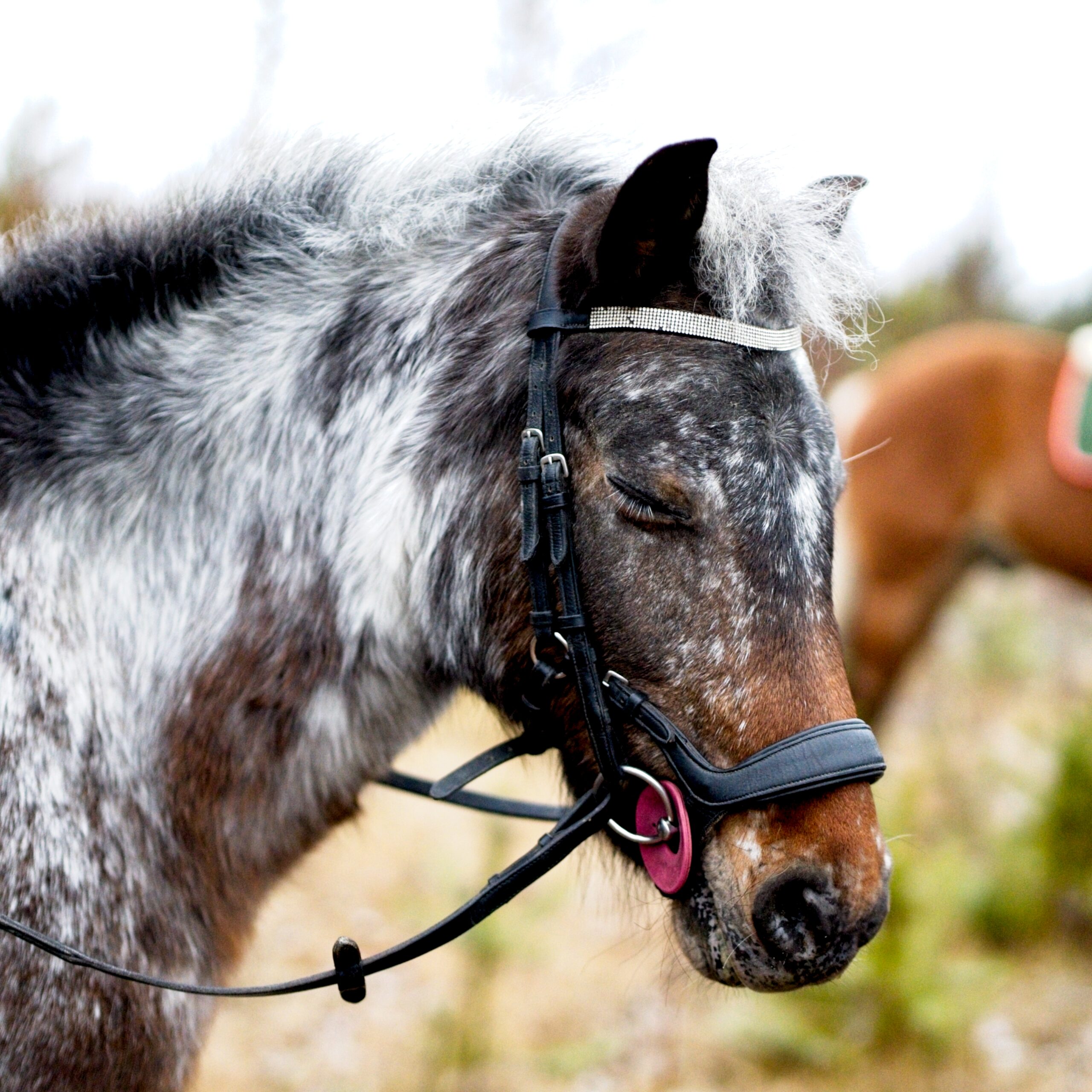 Kuva: Sami Kähkönen